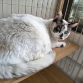 雑種