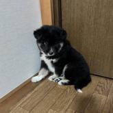 雑種