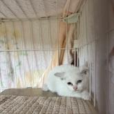 雑種