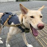雑種