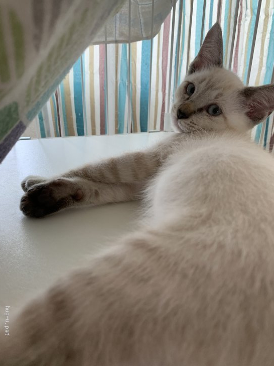 猫の里親募集】福岡県・雑種・🌟美猫のシャムミックスちゃん🌟（ID