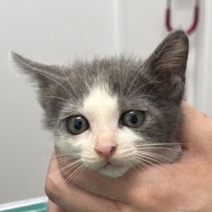 猫の里親募集】兵庫県・雑種・TNR現場にいた悲惨な状態の子猫達（ID
