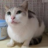 雑種