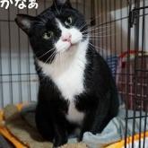 雑種