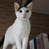 雑種