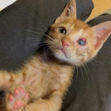 真作保証 フリードリンガー『猫を抱く貴婦人』 保護活動者：りくちゃんりんちゃん(兵庫県洲本市)｜ハグー -みんなの