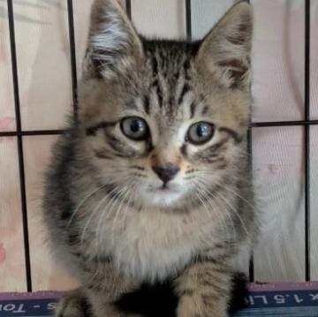 猫の里親募集一覧｜ハグー -みんなのペット里親情報