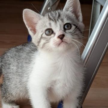 猫 × サバ白の里親募集一覧｜ハグー -みんなのペット里親情報