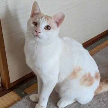 真作保証 フリードリンガー『猫を抱く貴婦人』 保護活動者：りくちゃんりんちゃん(兵庫県洲本市)｜ハグー -みんなの