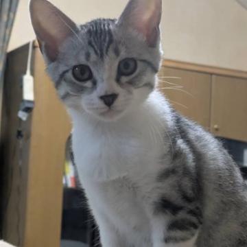 猫 × サバ白の里親募集一覧｜ハグー -みんなのペット里親情報