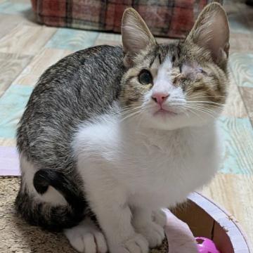 猫 × 奈良県 × 三毛の里親募集一覧｜ハグー -みんなのペット里親情報