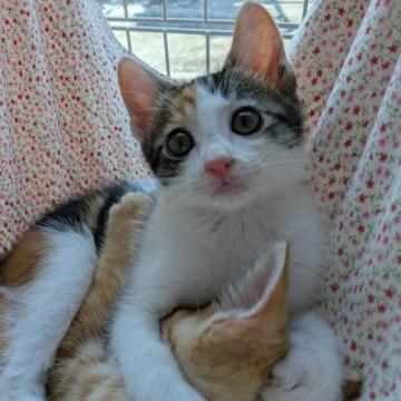 猫 × 茶トラの里親募集一覧｜ハグー -みんなのペット里親情報