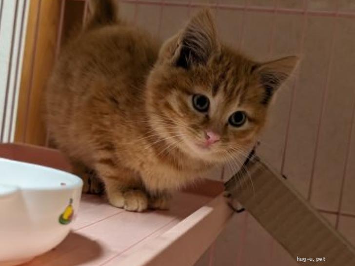 ふんばり親子猫 茶トラ おっとり長毛茶トラ子猫♪」福岡県 - 猫の里親募集(173107