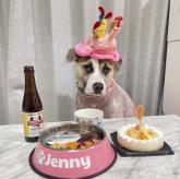 アメリカンピットブルテリア