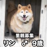 柴犬