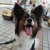 パピヨン