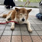雑種