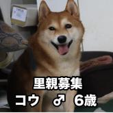 柴犬