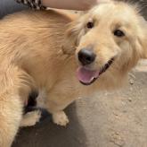 ゴールデンレトリバー