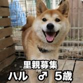 柴犬