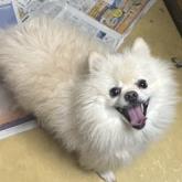 ポメラニアン