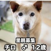 柴犬