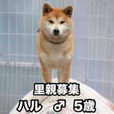 柴犬