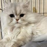 チンチラペルシャ