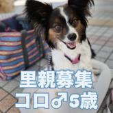 パピヨン
