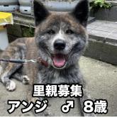 秋田犬