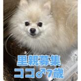 ポメラニアン