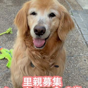 犬 × ゴールデンレトリバーの里親募集一覧｜ハグー -みんなのペット