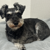 ミニチュアシュナウザー