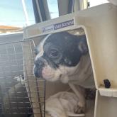 フレンチブルドッグ