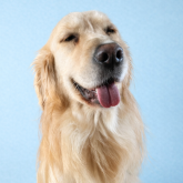 ゴールデンレトリバー