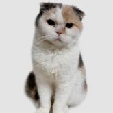 スコティッシュフォールド