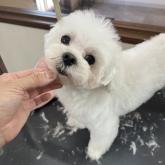 マルチーズ