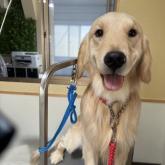 ゴールデンレトリバー