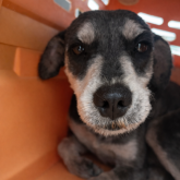 ミニチュアシュナウザー