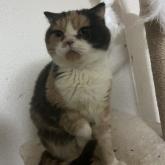 スコティッシュフォールド