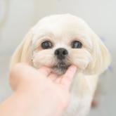 雑種