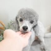 トイプードル
