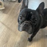 フレンチブルドッグ