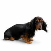 カニンヘンダックスフンド(ロング)