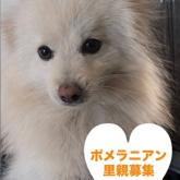 ポメラニアン