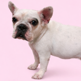 フレンチブルドッグ
