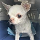 チワワ(スムース)