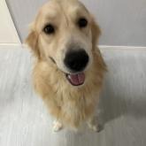 ゴールデンレトリバー