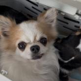 チワワ(ロング)