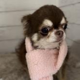 チワワ(ロング)